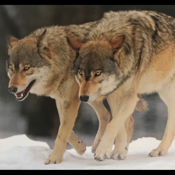 Huginn and Muninn - Picture 7 of 9